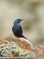 Plancia ëd Monticola solitarius (Linnaeus 1758)