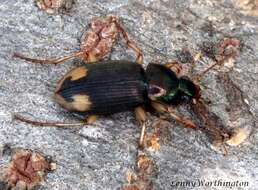 Image of Vivid Metallic Ground Beetles