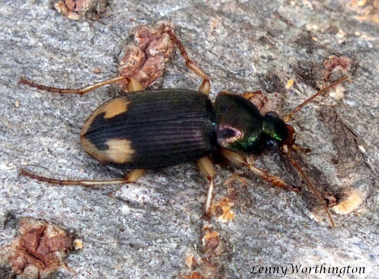 Image of Vivid Metallic Ground Beetles