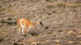 Image of Guanaco