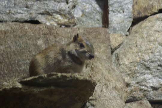 Image of Rock Cavies