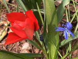 Image of Tulipa linifolia Regel