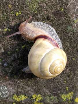 Image of Brown Lipped Snail