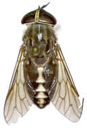 Image of horse and deer flies