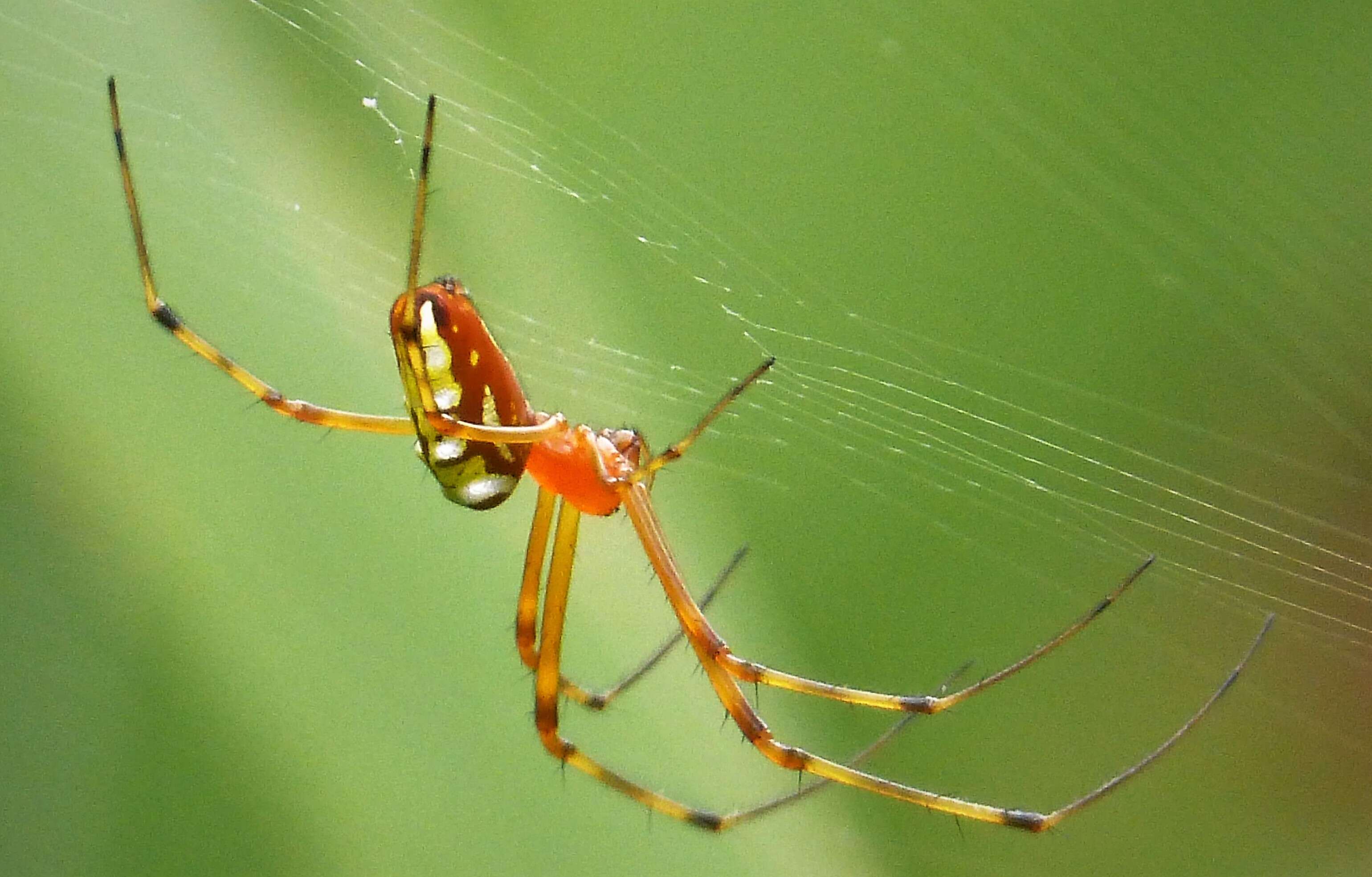 Image of long-jawed orb weavers