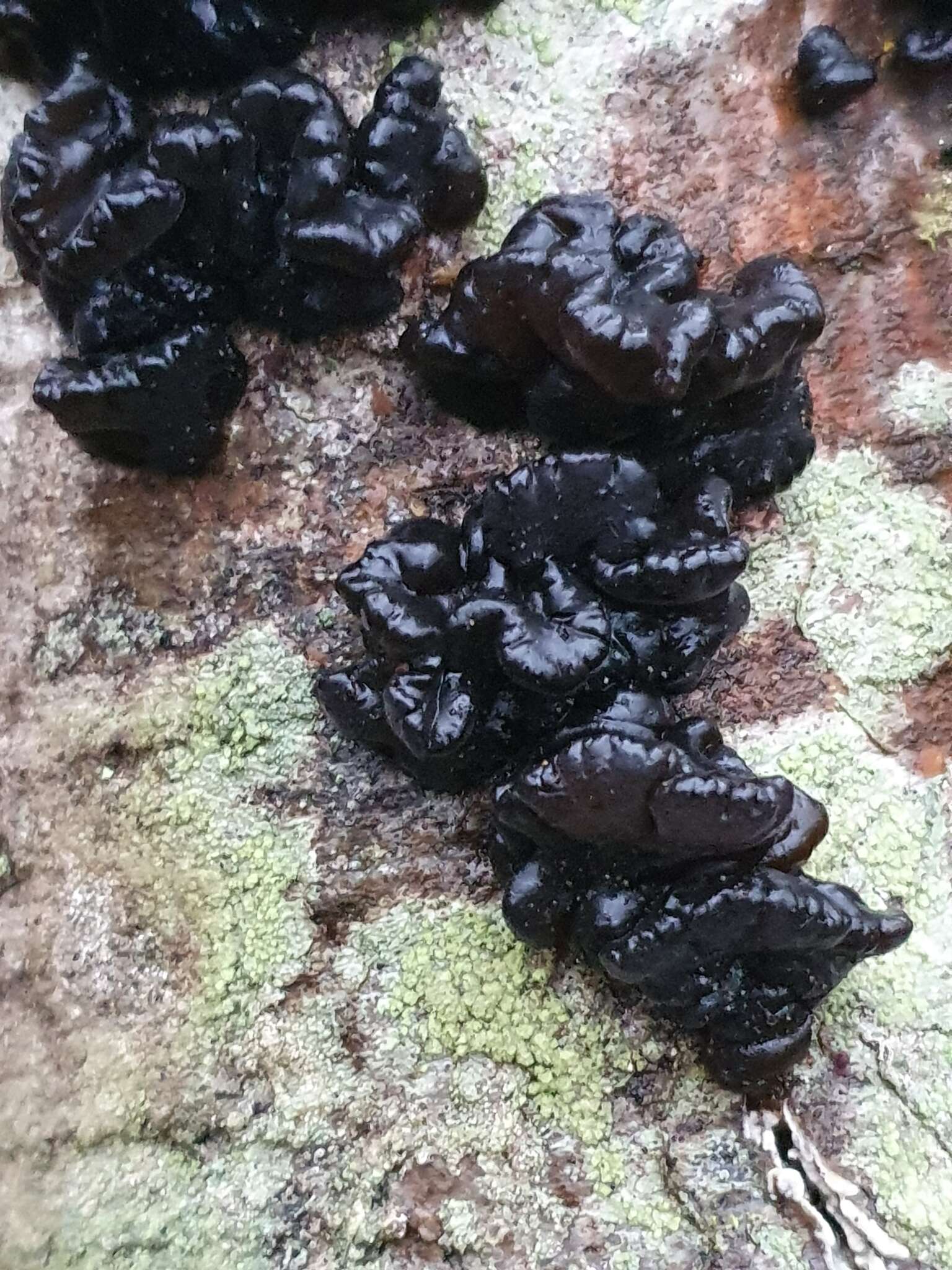 Image of Black Witches' Butter