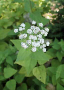 Image of white snakeroot