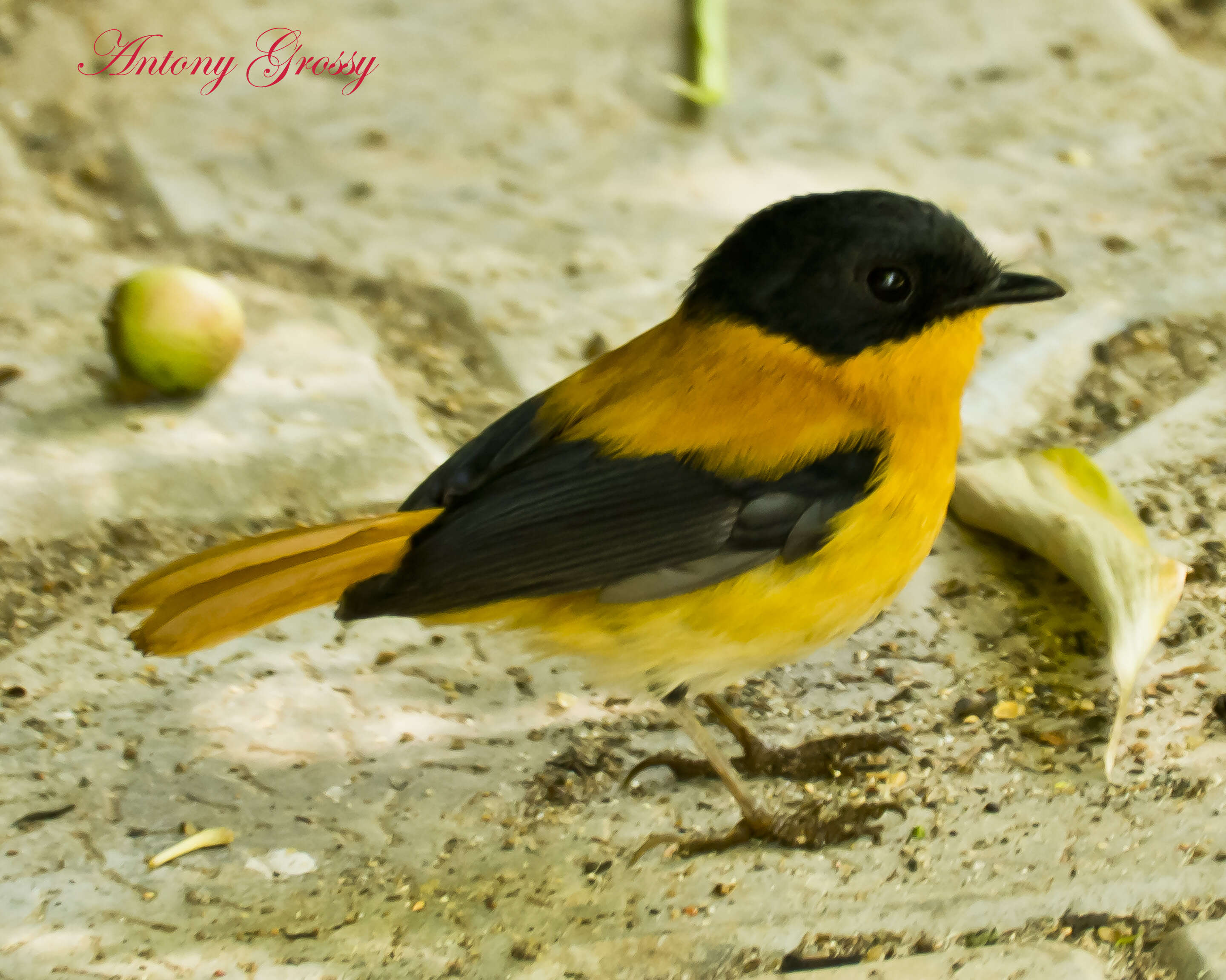 Image de Gobemouche orange et noir