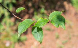 Image of Stachyurus chinensis Franch.