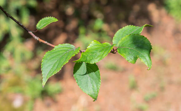 Image of Stachyurus chinensis Franch.