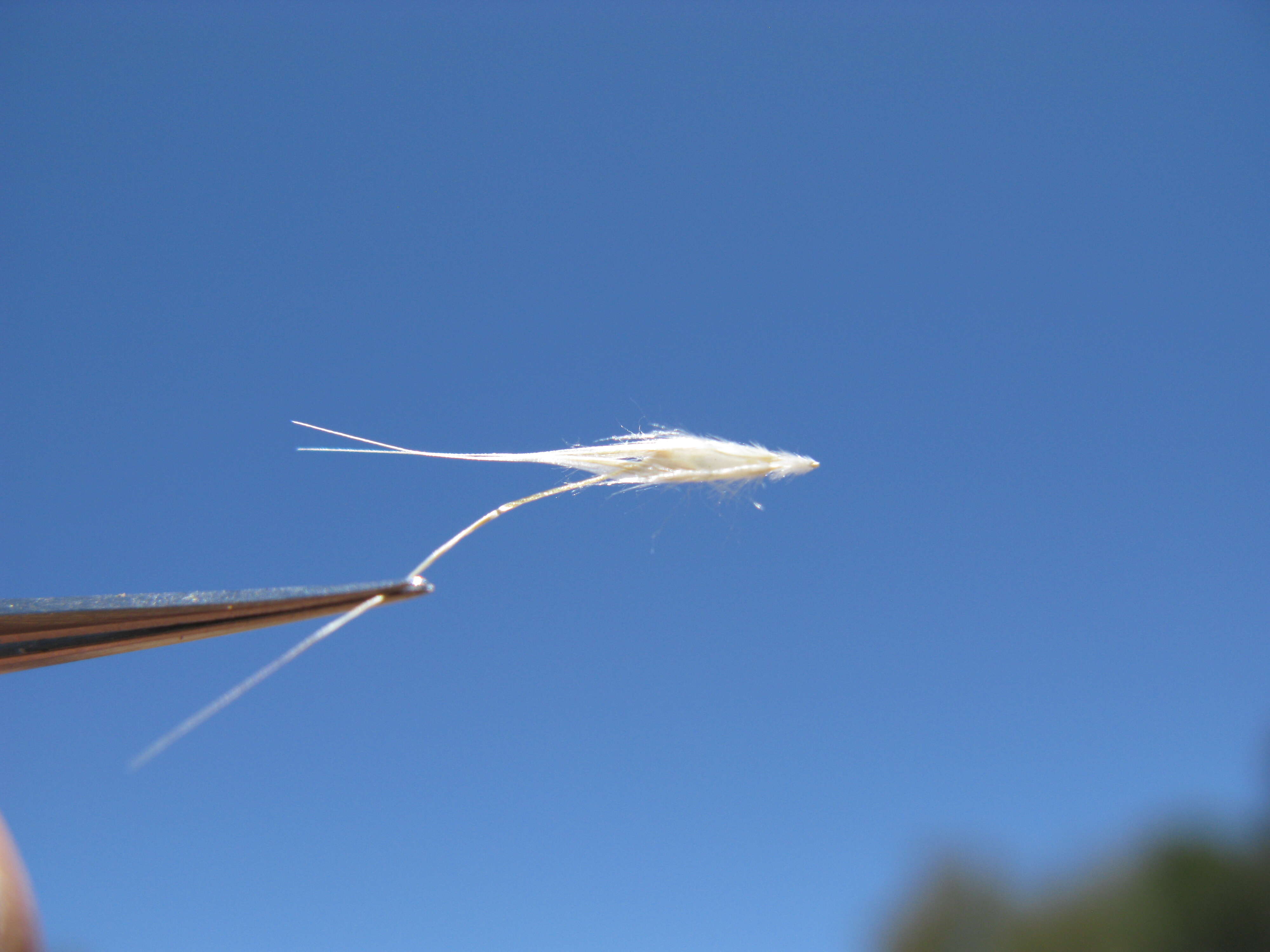 صورة Rytidosperma caespitosum (Gaudich.) Connor & Edgar