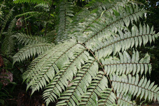 Image of West Indian treefern