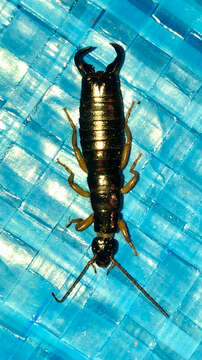 Image of Maritime earwig