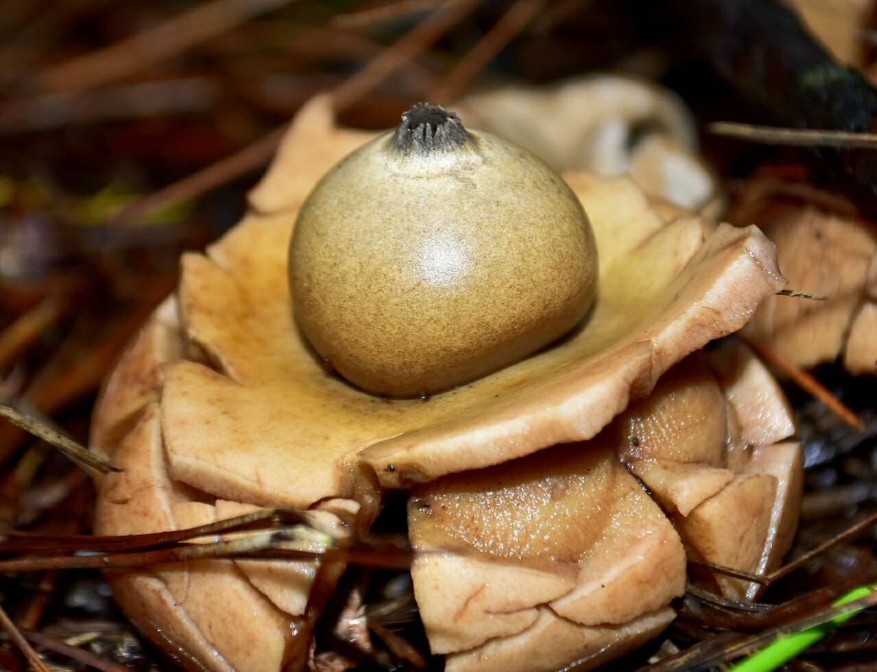 Plancia ëd Geastrum triplex Jungh. 1840