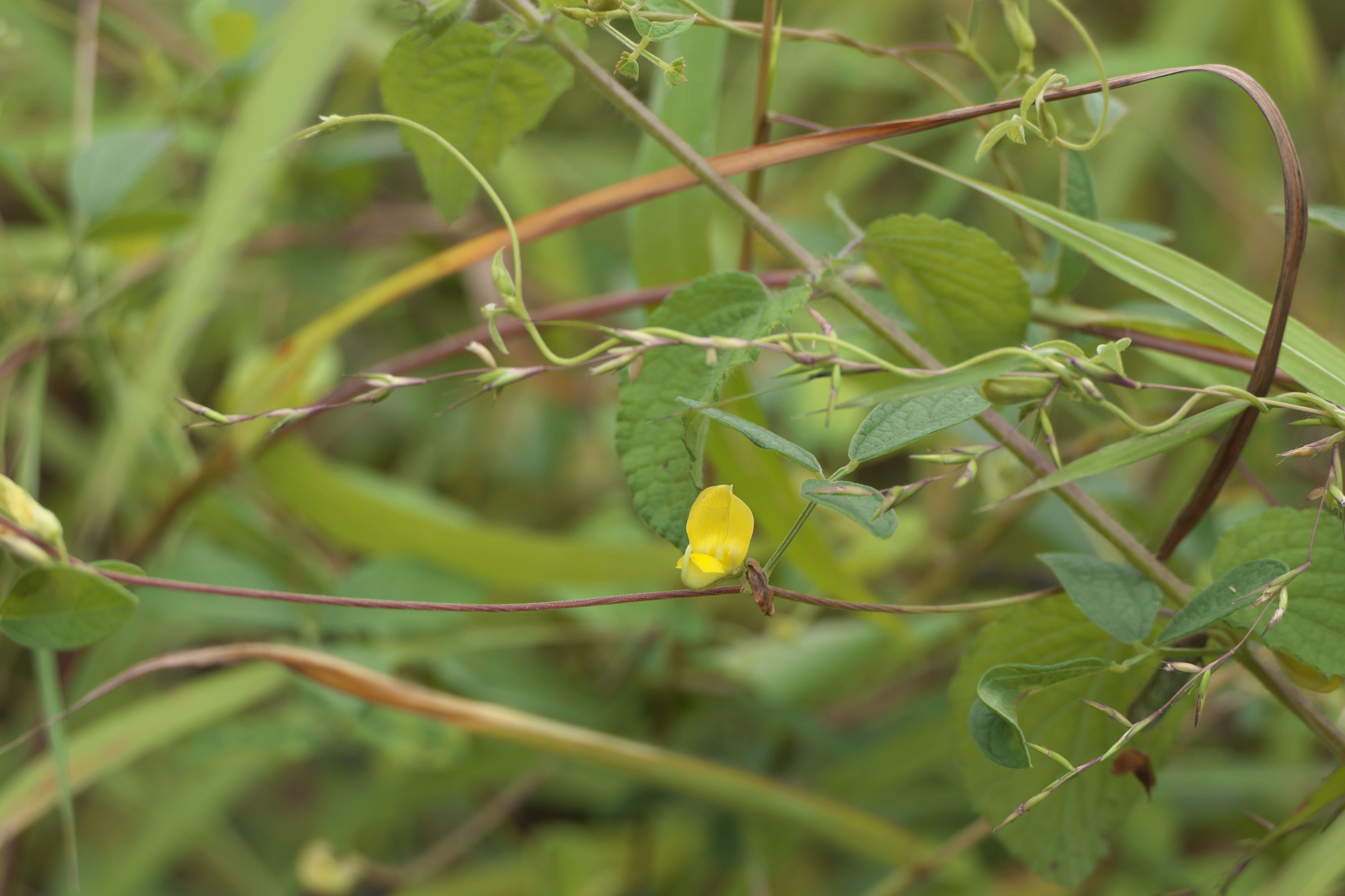 Image of showy pigeonpea