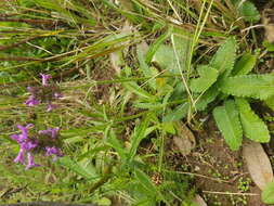 Image de Betonica officinalis L.