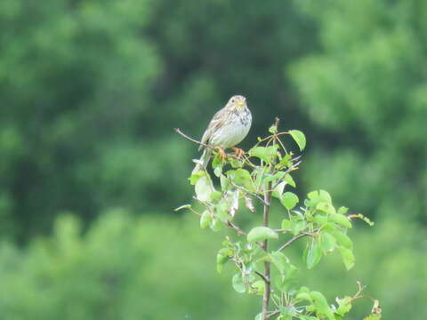 Image of Corn Bunting