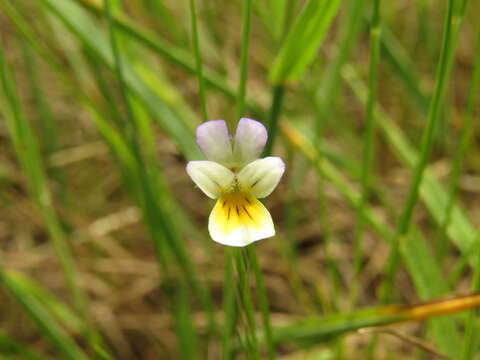 Слика од Viola arvensis Murray