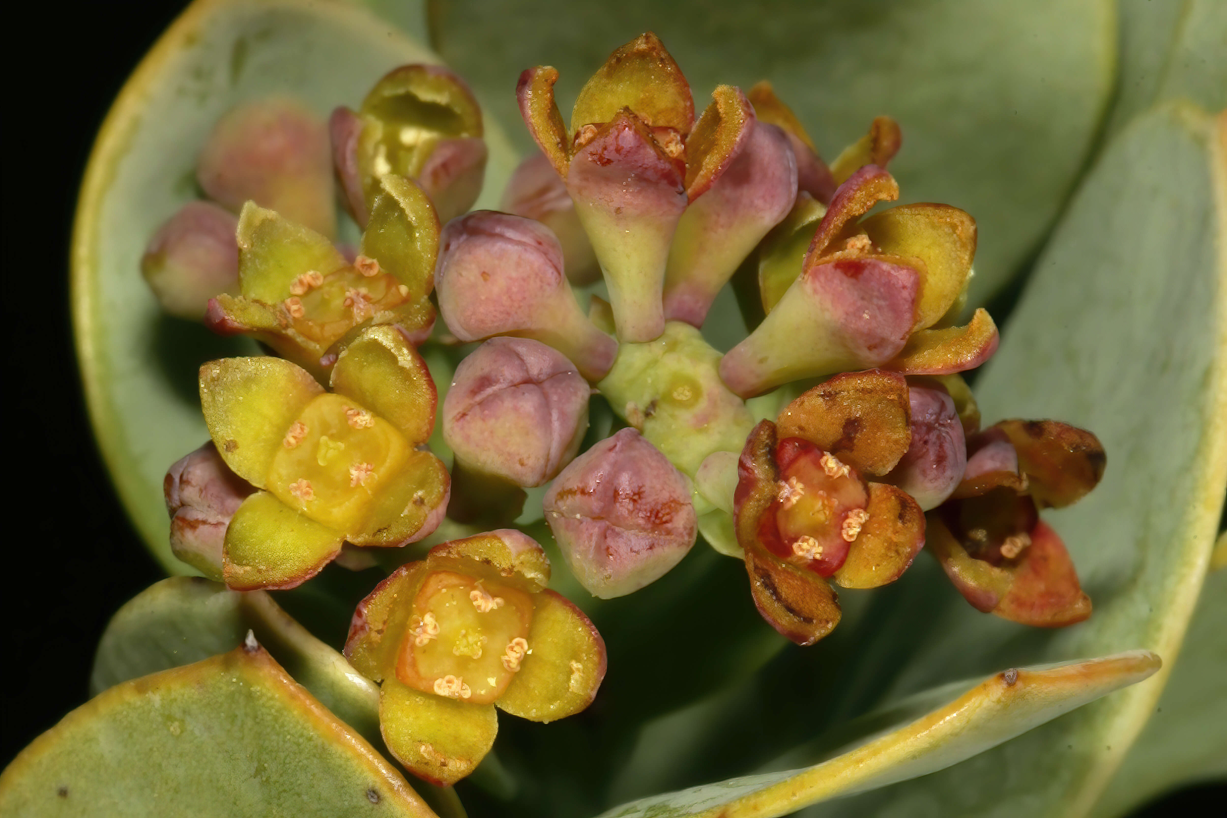 Image of Coastal tannin-bush