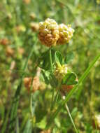 Image of field clover