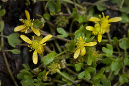 Image of high northern buttercup