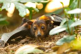 Image of Black Flying Fox