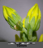 Слика од Petrosedum rupestre (L.) P. Heath