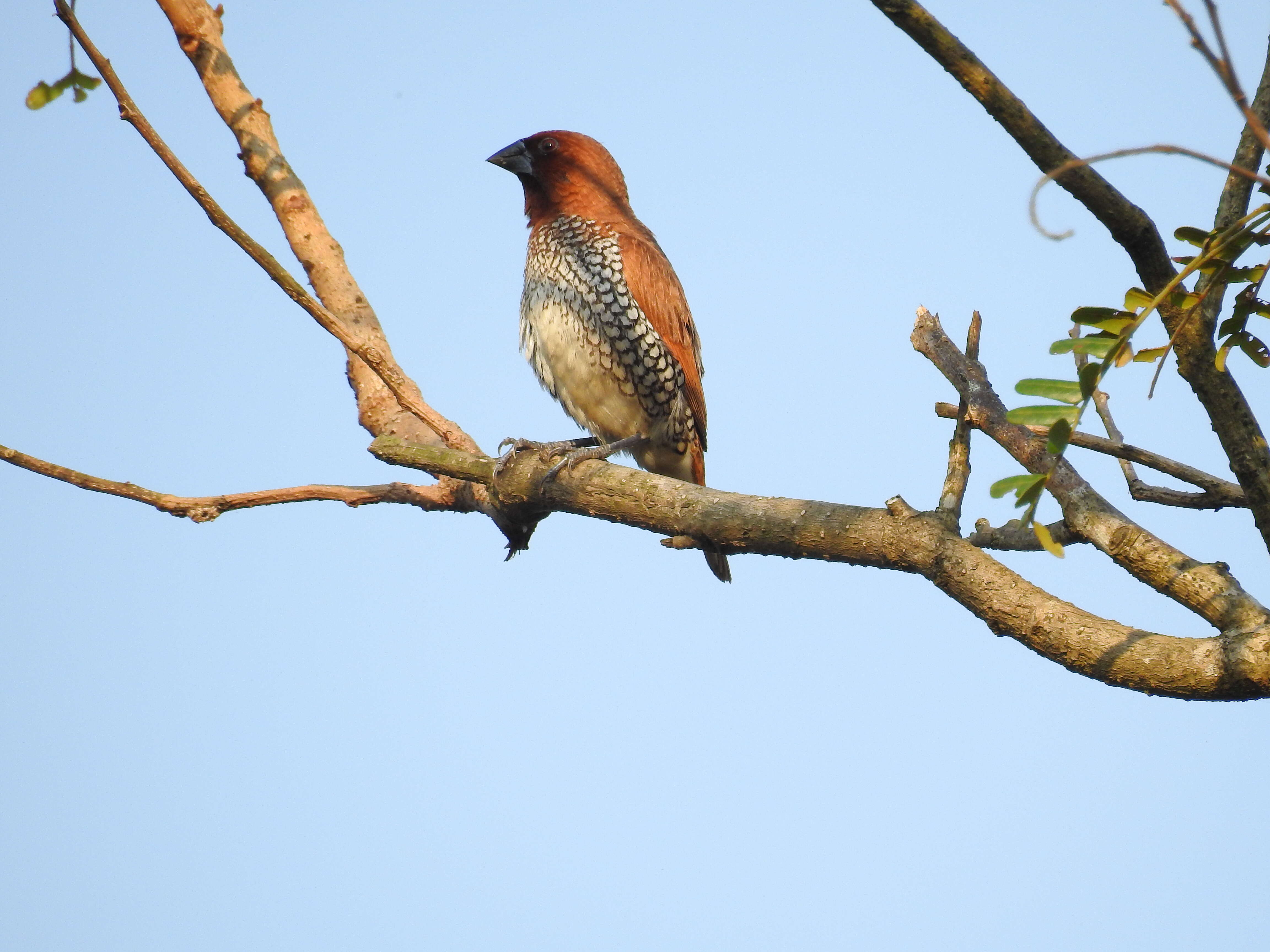 Image of Nutmeg Mannikin