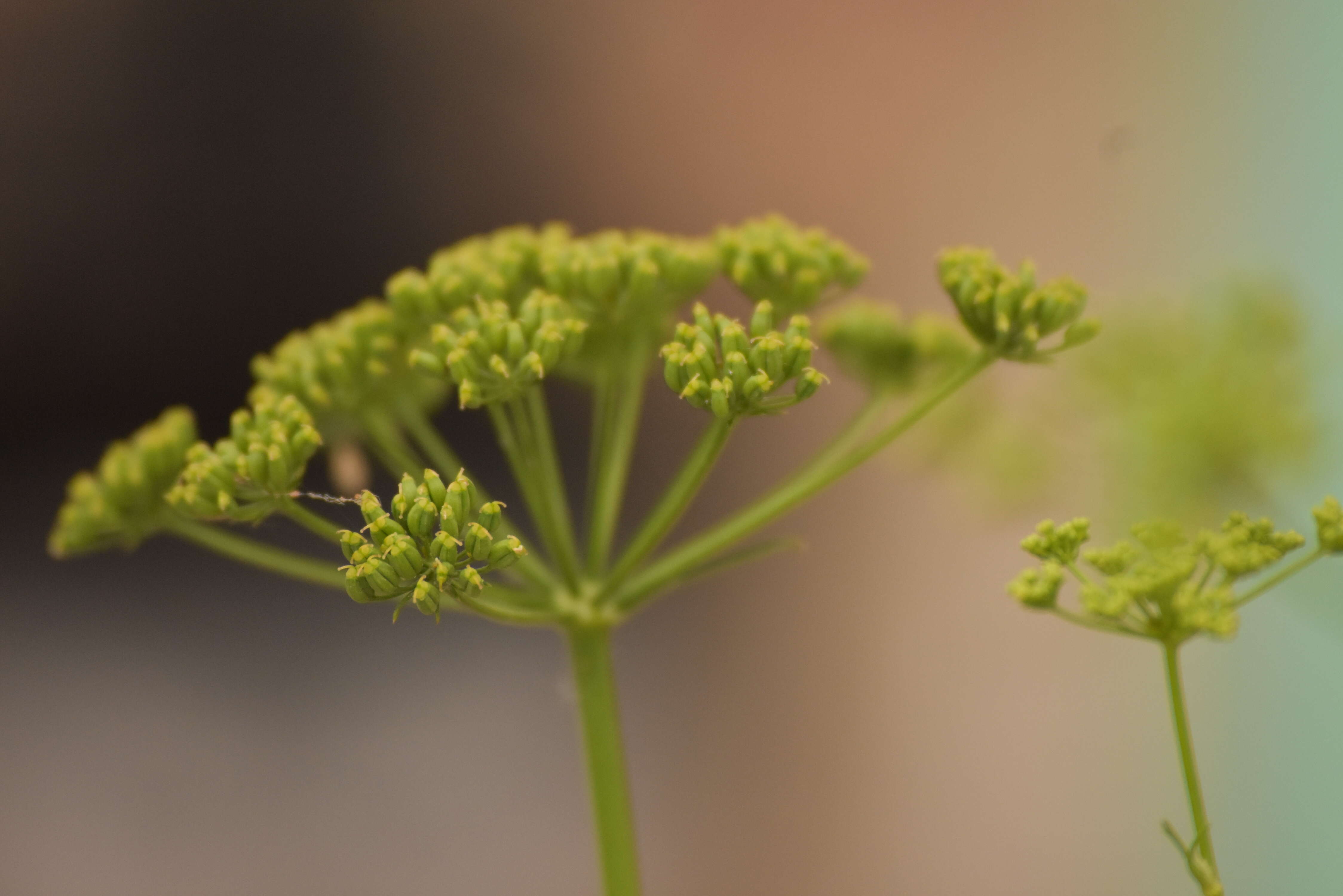 Image of coriander