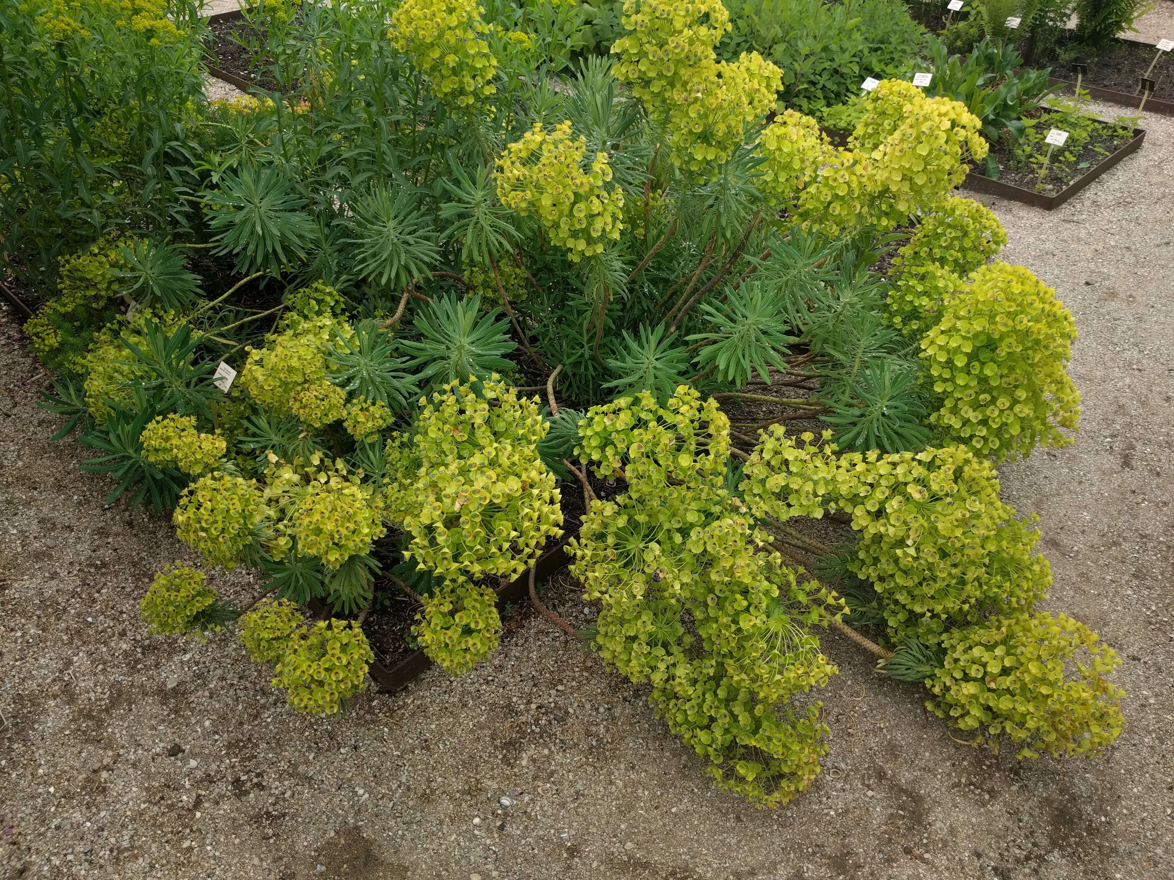 Image of Albanian spurge