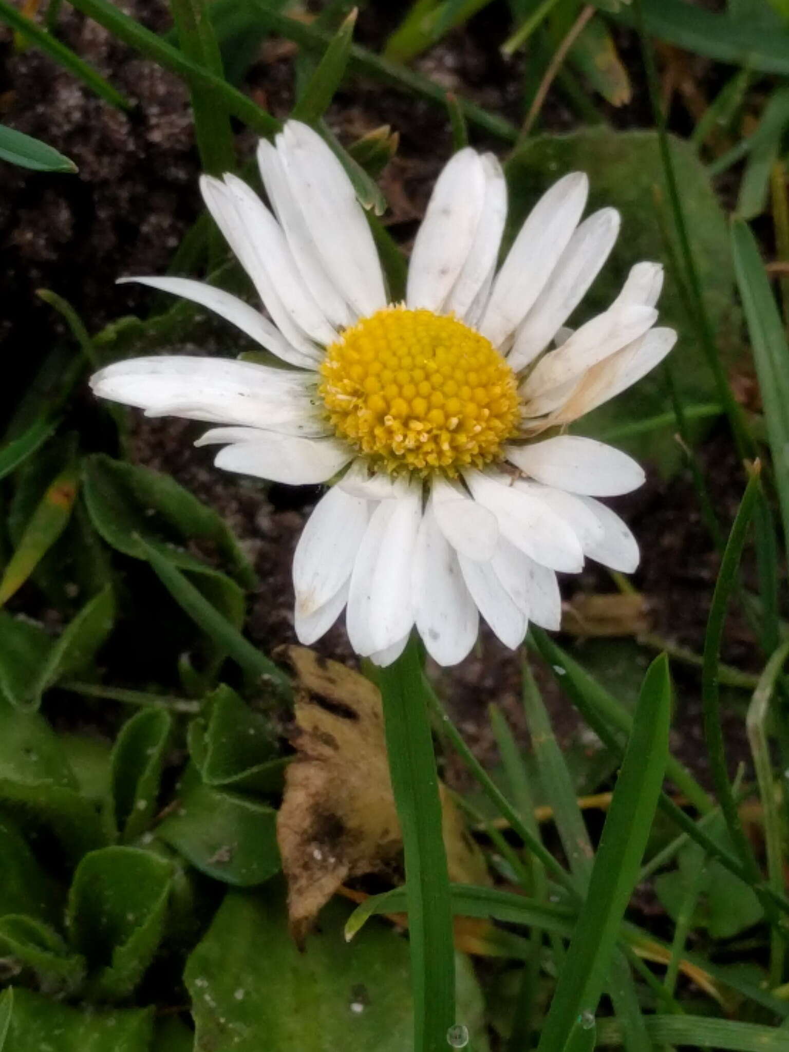 Image of Daisy