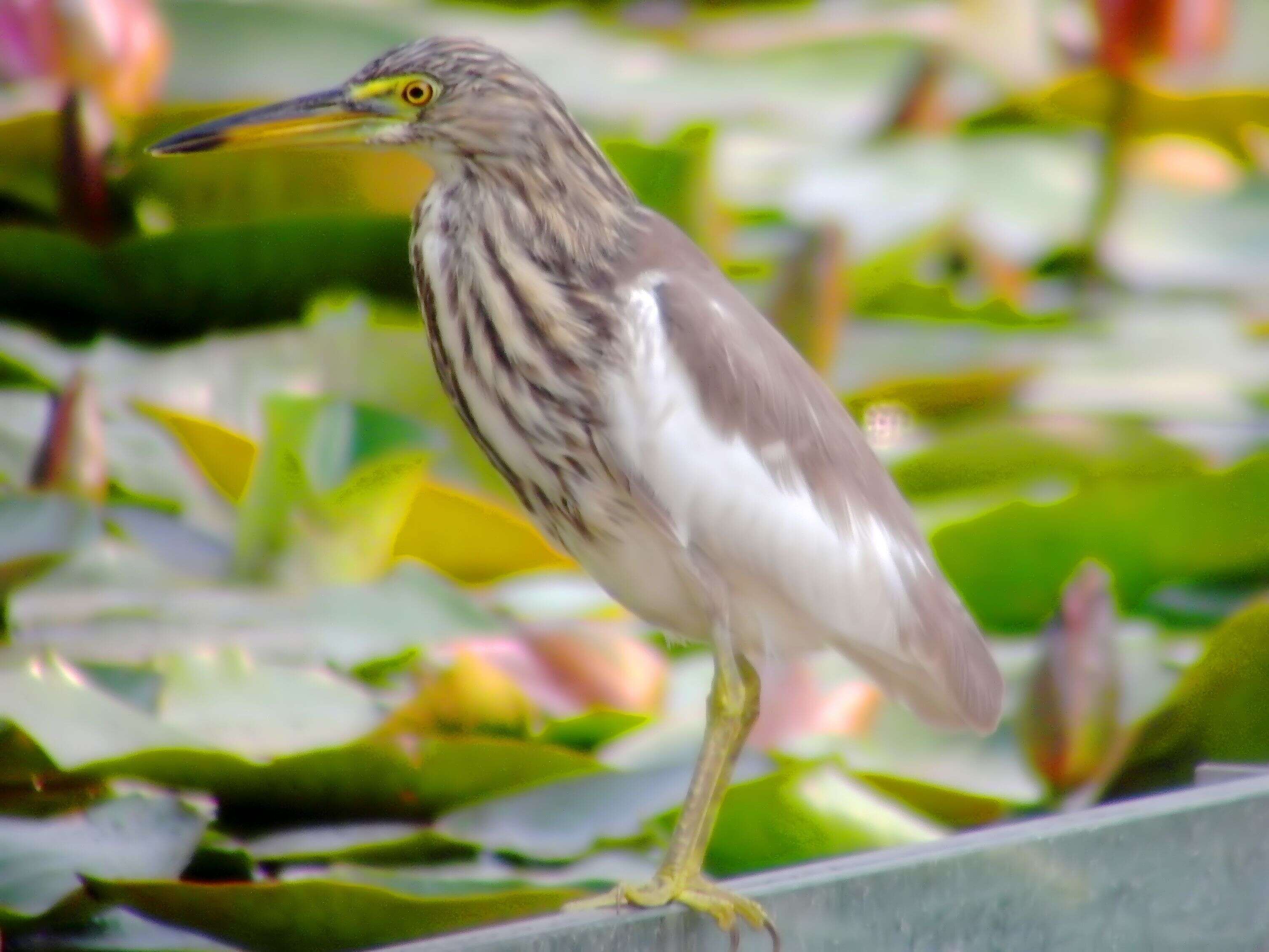 Image of Chinese Pond Heron