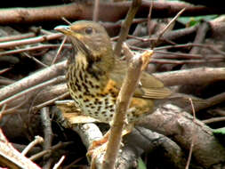 Image of Janpanese Thrush