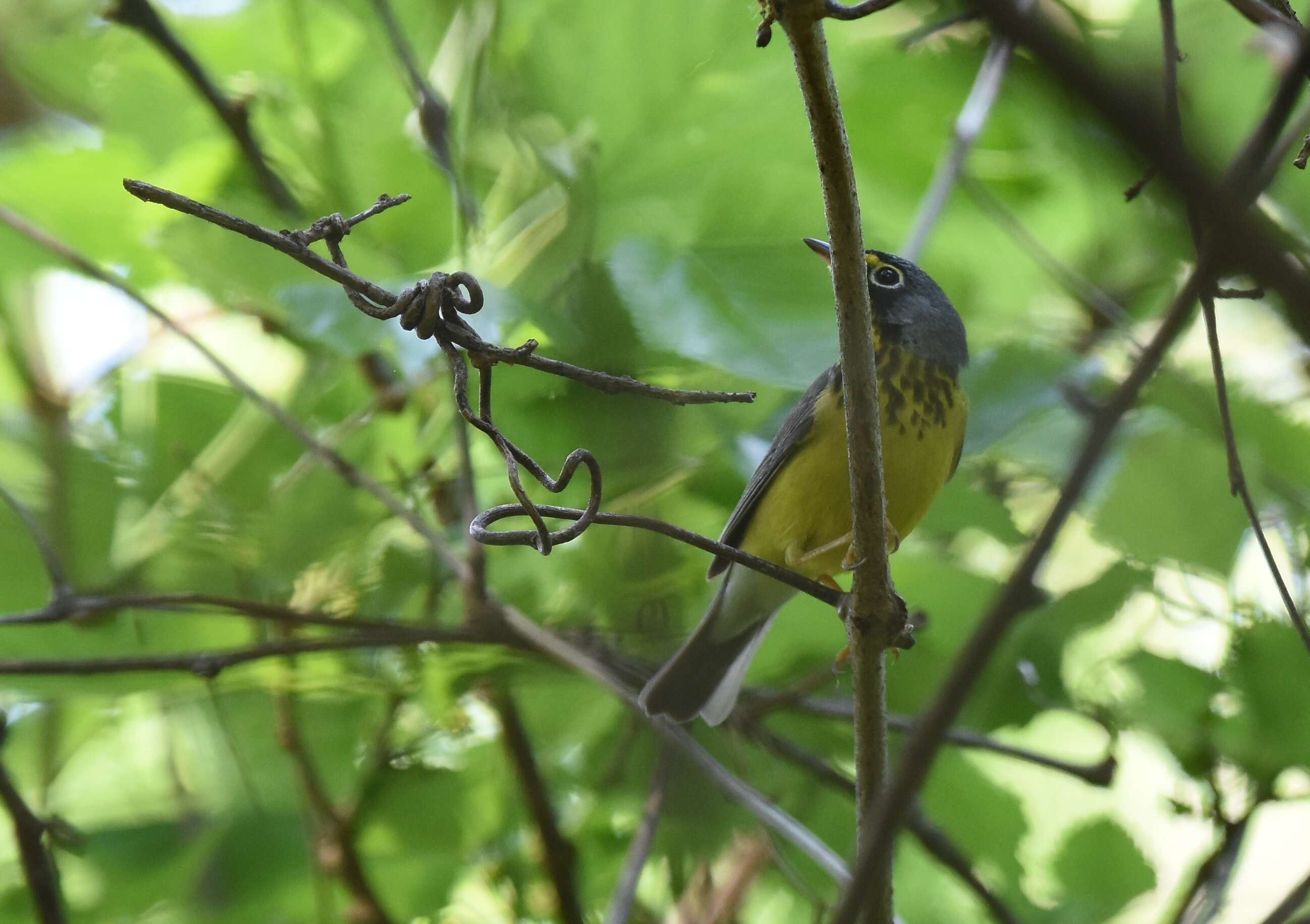 Слика од Cardellina canadensis (Linnaeus 1766)