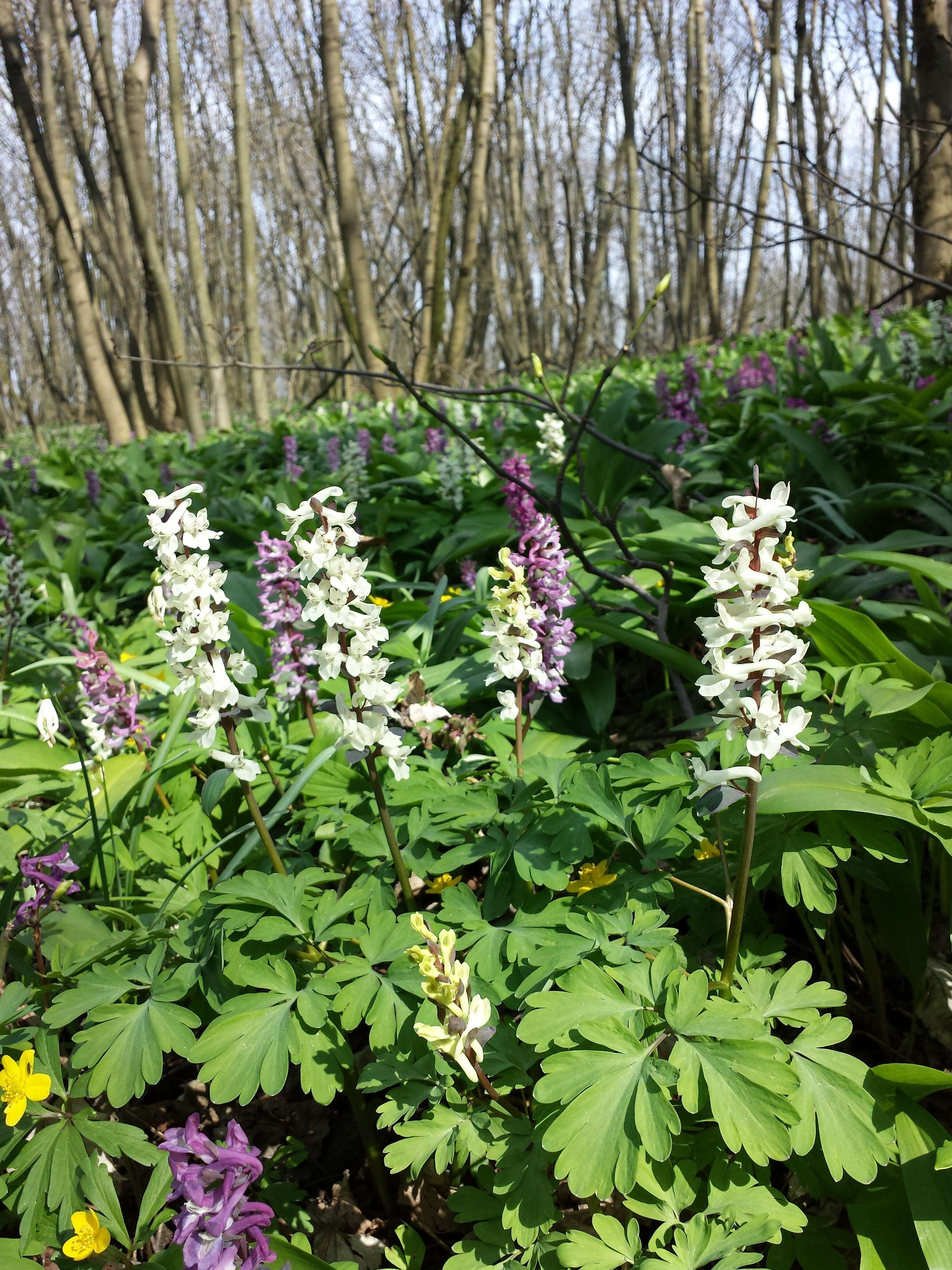 Слика од Corydalis cava (L.) Schweigger & Koerte