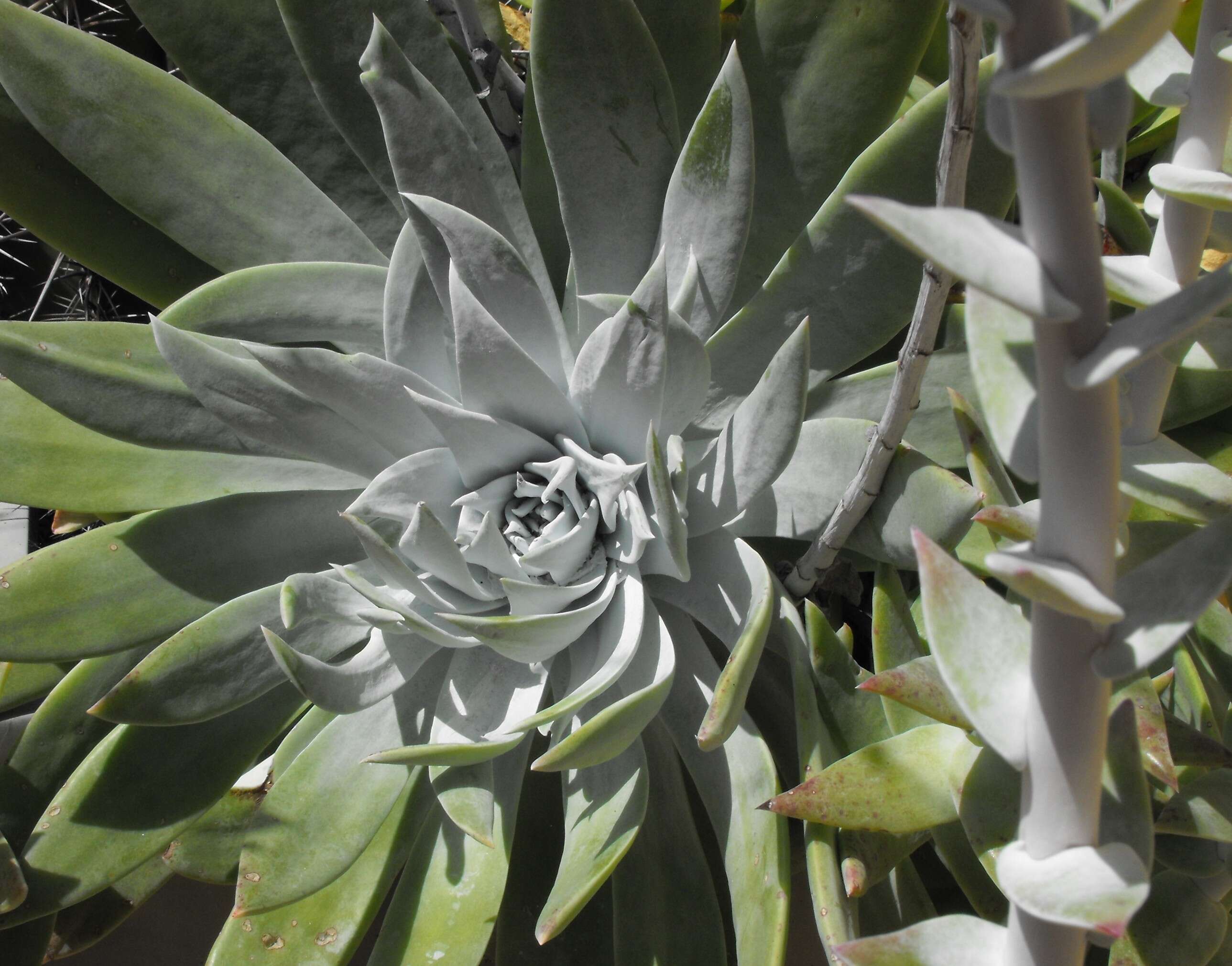 Image of Dudleya anthonyi Rose ex Britton & Rose