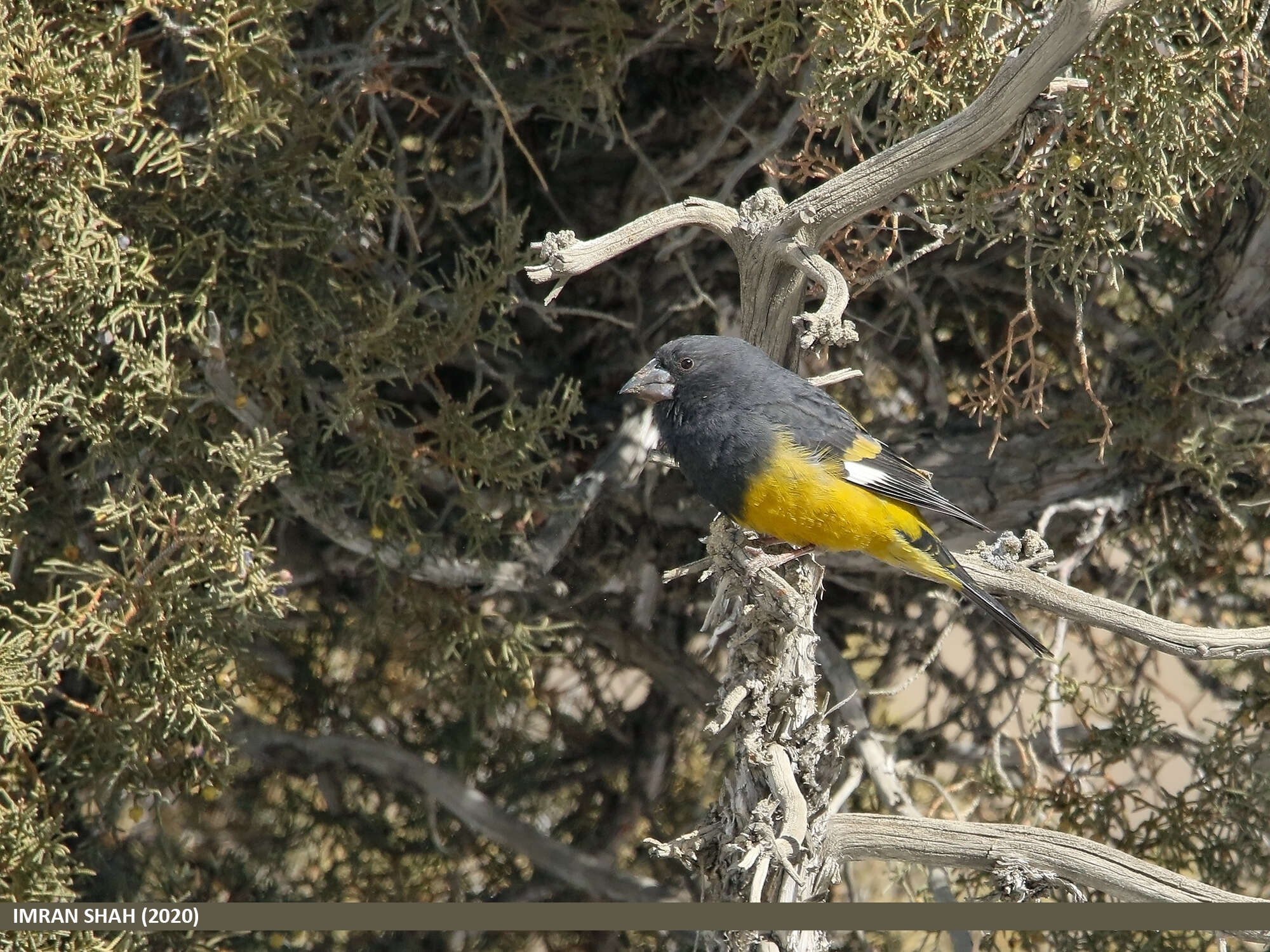 Image of White-winged Grosbeak