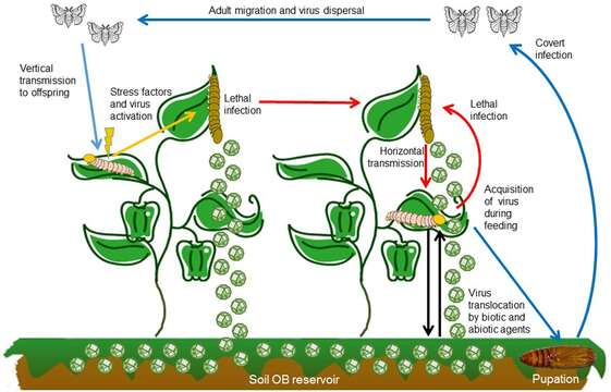 Image of Baculovirus