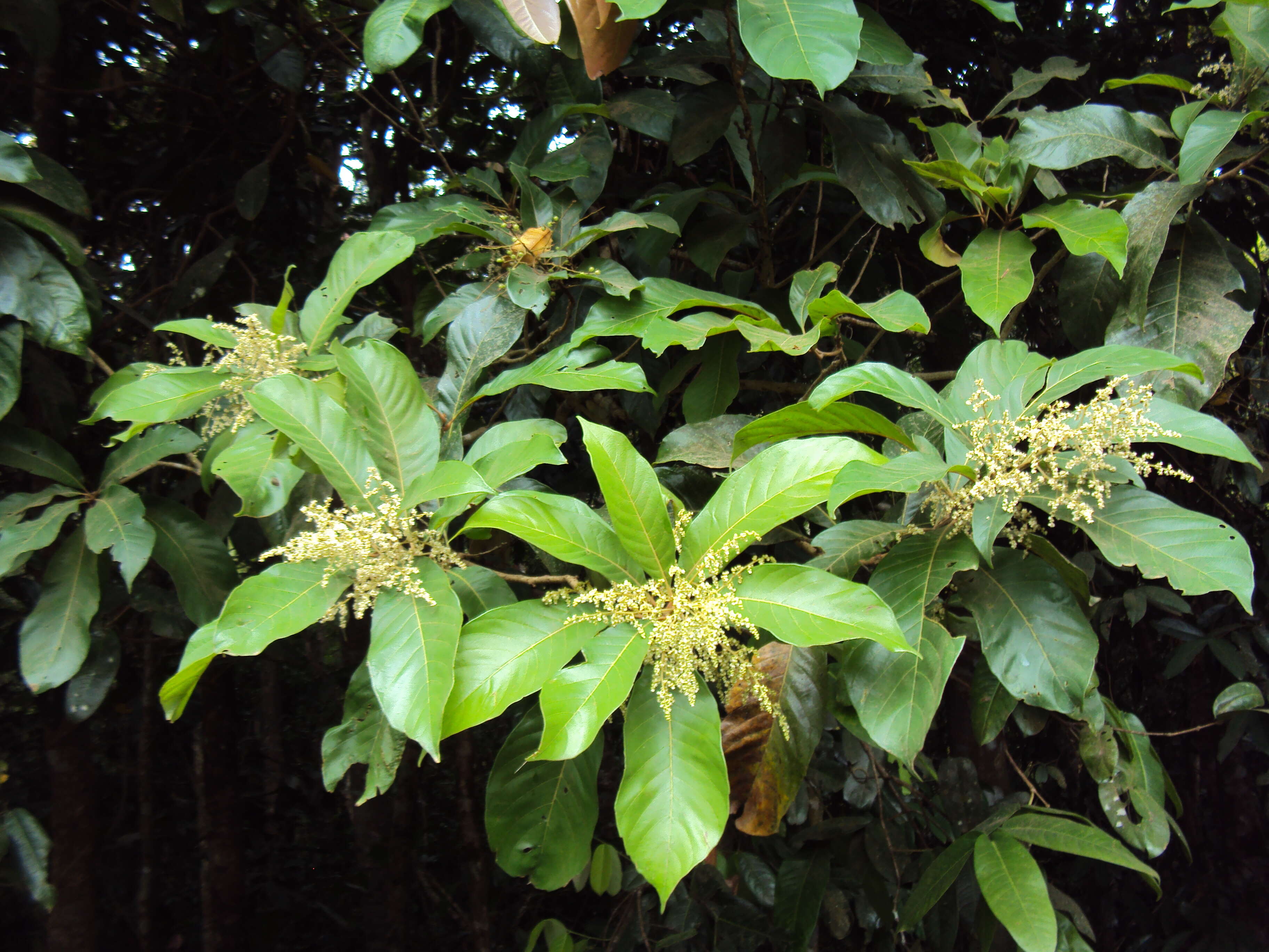 Plancia ëd Meliosma simplicifolia (Roxb.) Walp.