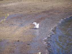 Image of American Herring Gull