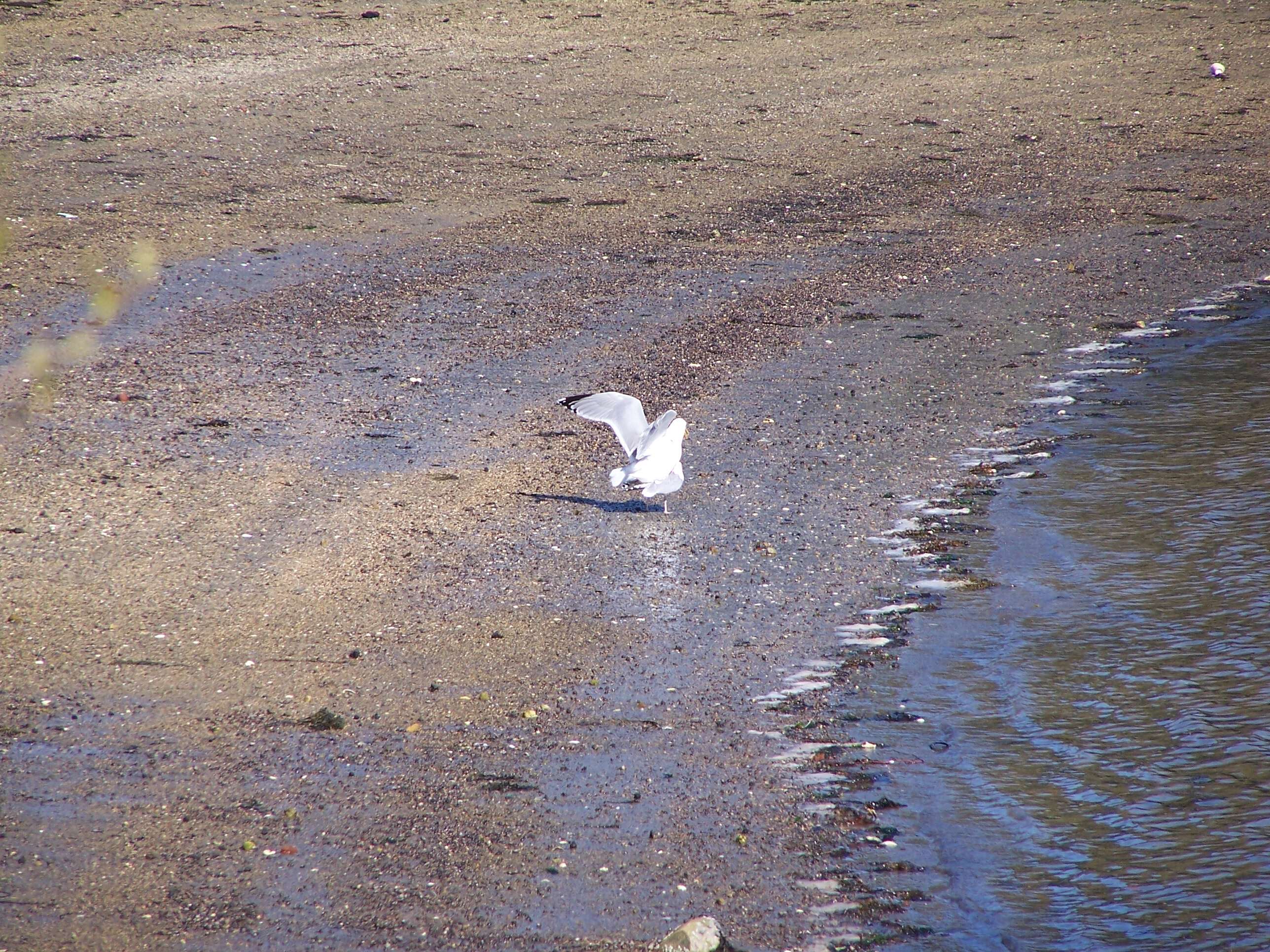 Image of American Herring Gull