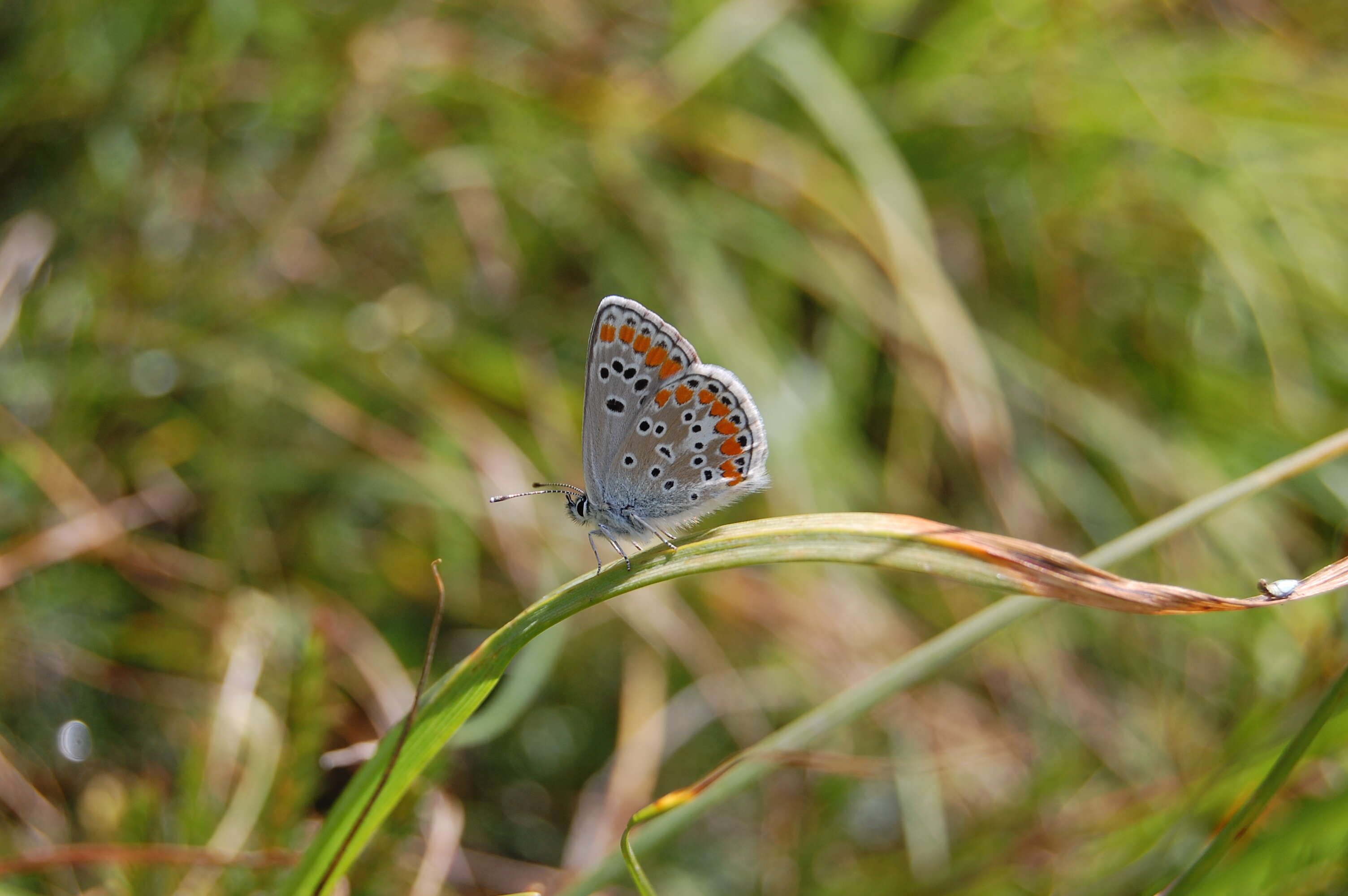 Image of brown argus