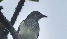 Image of Thescelocichla Oberholser 1905