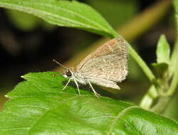 Image of Pygmy Scrub-hopper