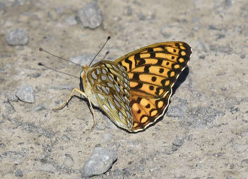 صورة Speyeria coronis Behr 1862