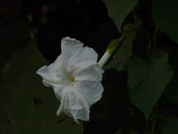 Image of Moonflower or moon vine