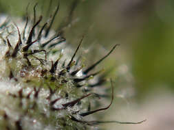 Image of Mouse-ear-hawkweed