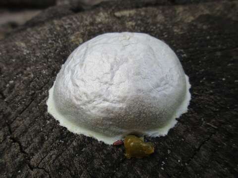 Image of Reticularia lycoperdon