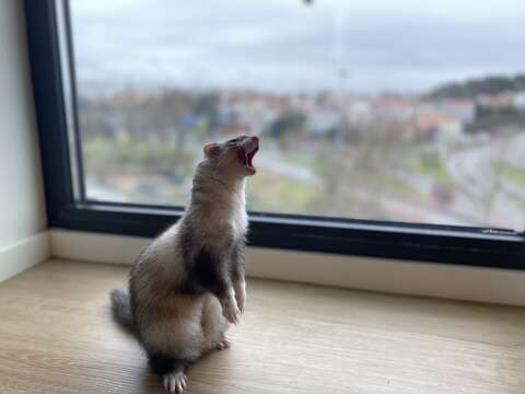 Image of domestic ferret