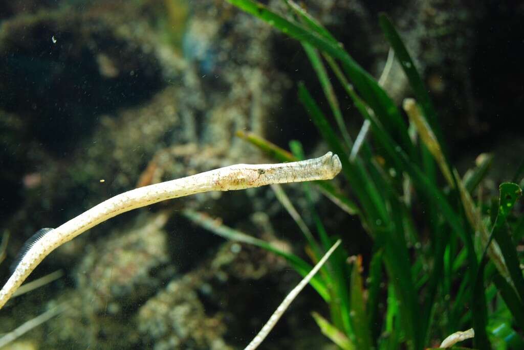 Image of Broadnosed Pipefish